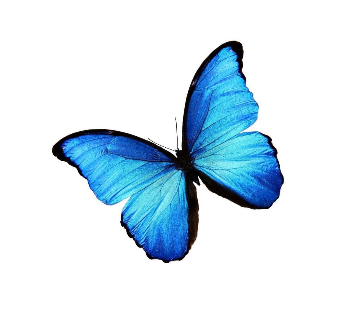 EOL butterfly